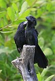 Groove-billed Ani